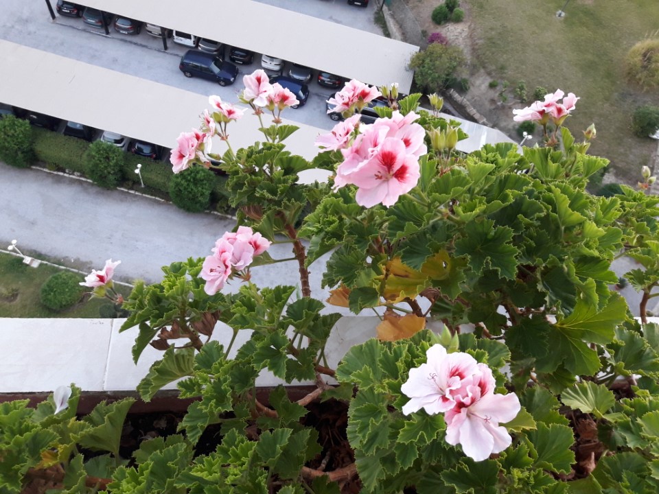 SE ALQUILA POR LARGA TEMPORADA BONITO APARTAMENTO REFORMADO CON VISTAS AL MAR EN LA COLINA (TORREMOLINOS)