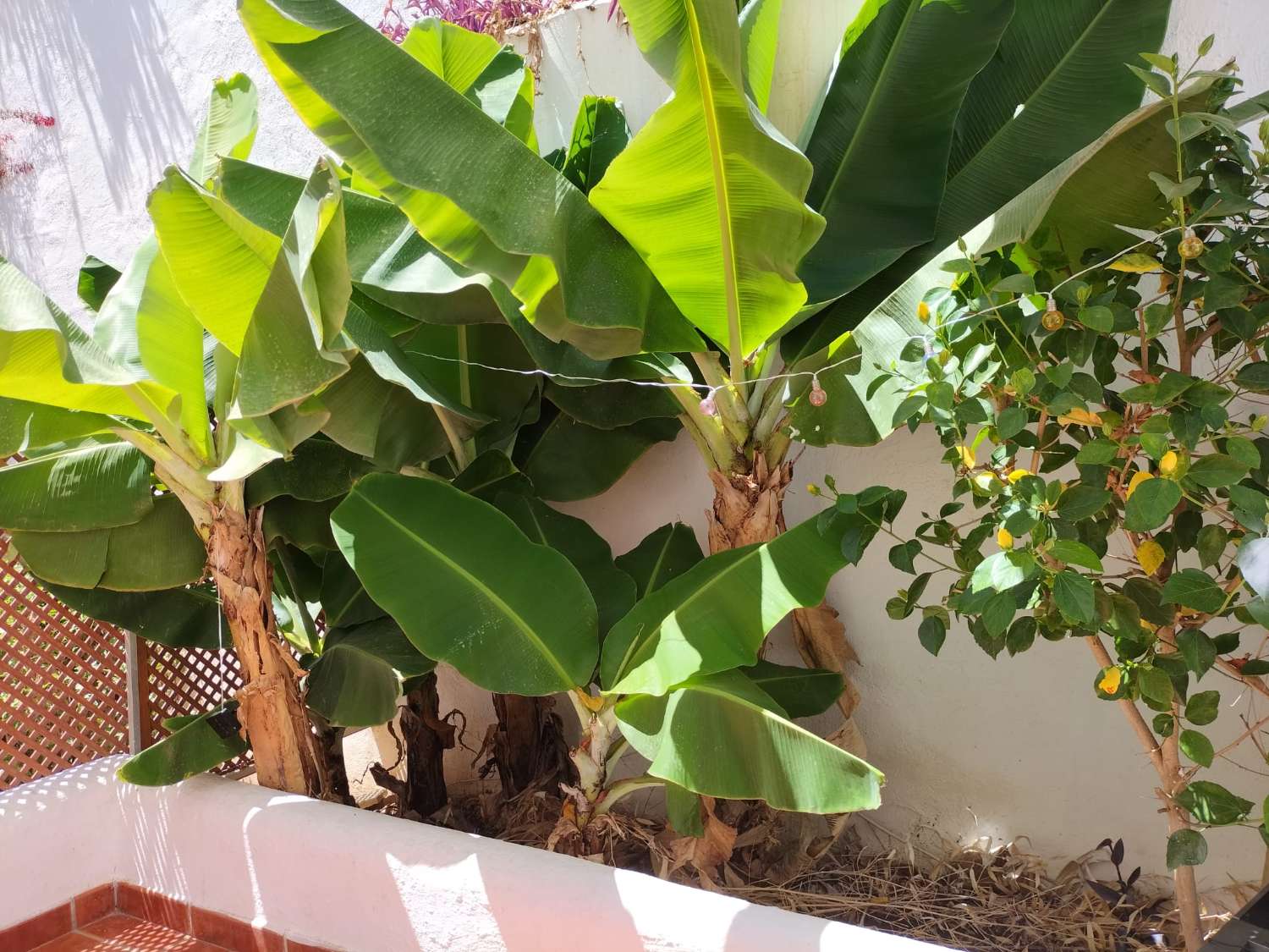 ELLE EST LOUÉE À LONG TERME À PARTIR DU 1.9.26 PAR UNE BELLE VILLA JUMELÉE À BENALMÁDENA, TORREQUEBRADA.